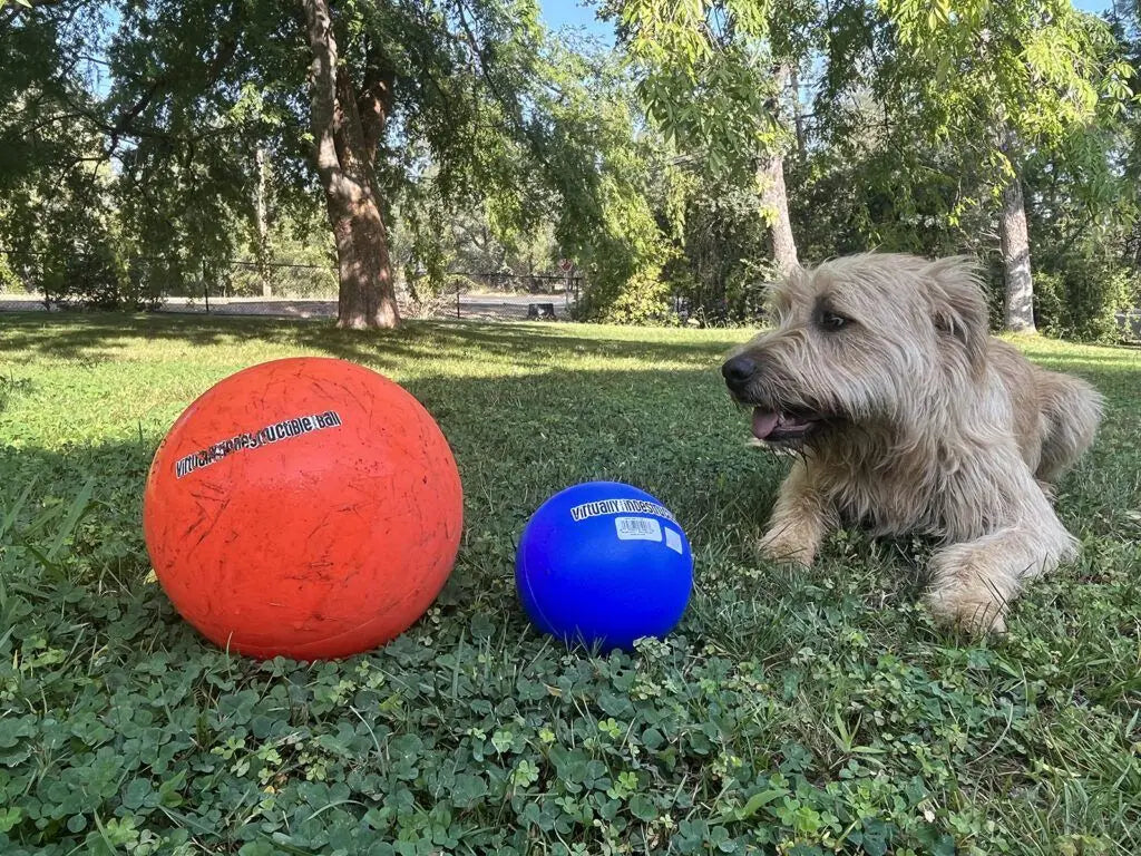 Champion Herding Ball (Indestructible)