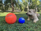 Champion Herding Ball (Indestructible)