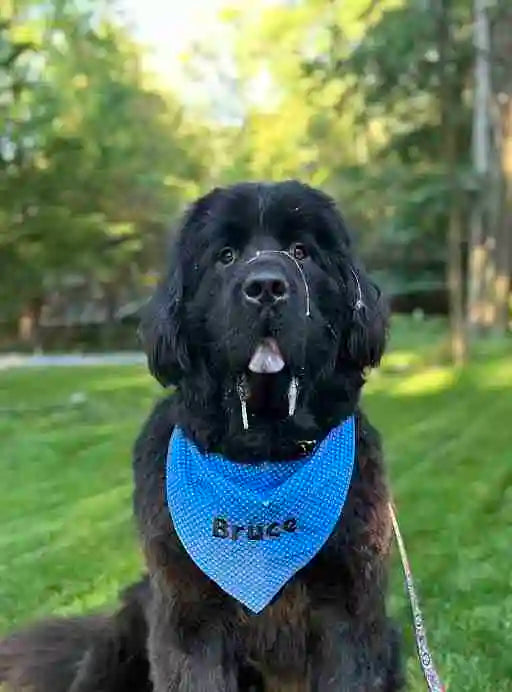 Signature Embroidered Pet Bandana