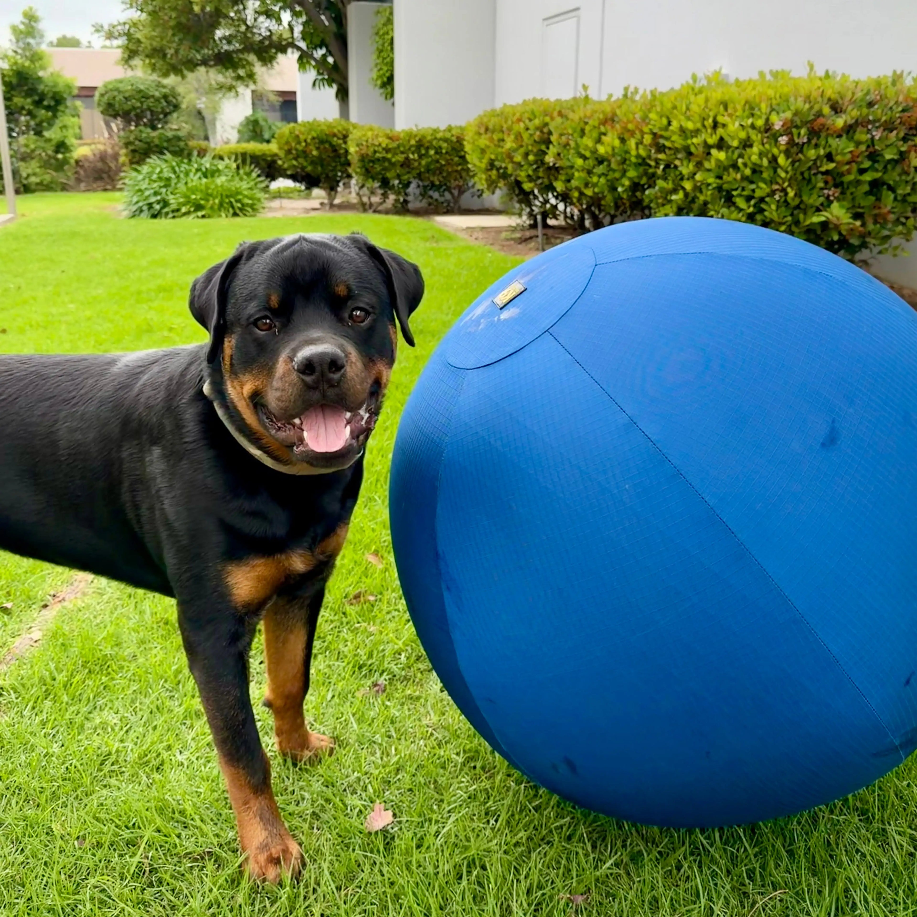 Champion Herding Ball (Indestructible)